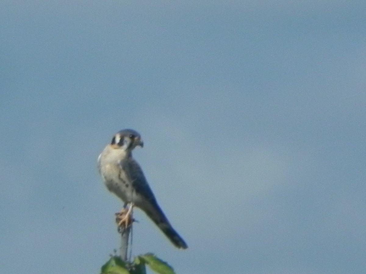 American Kestrel - John Calderón Mateus