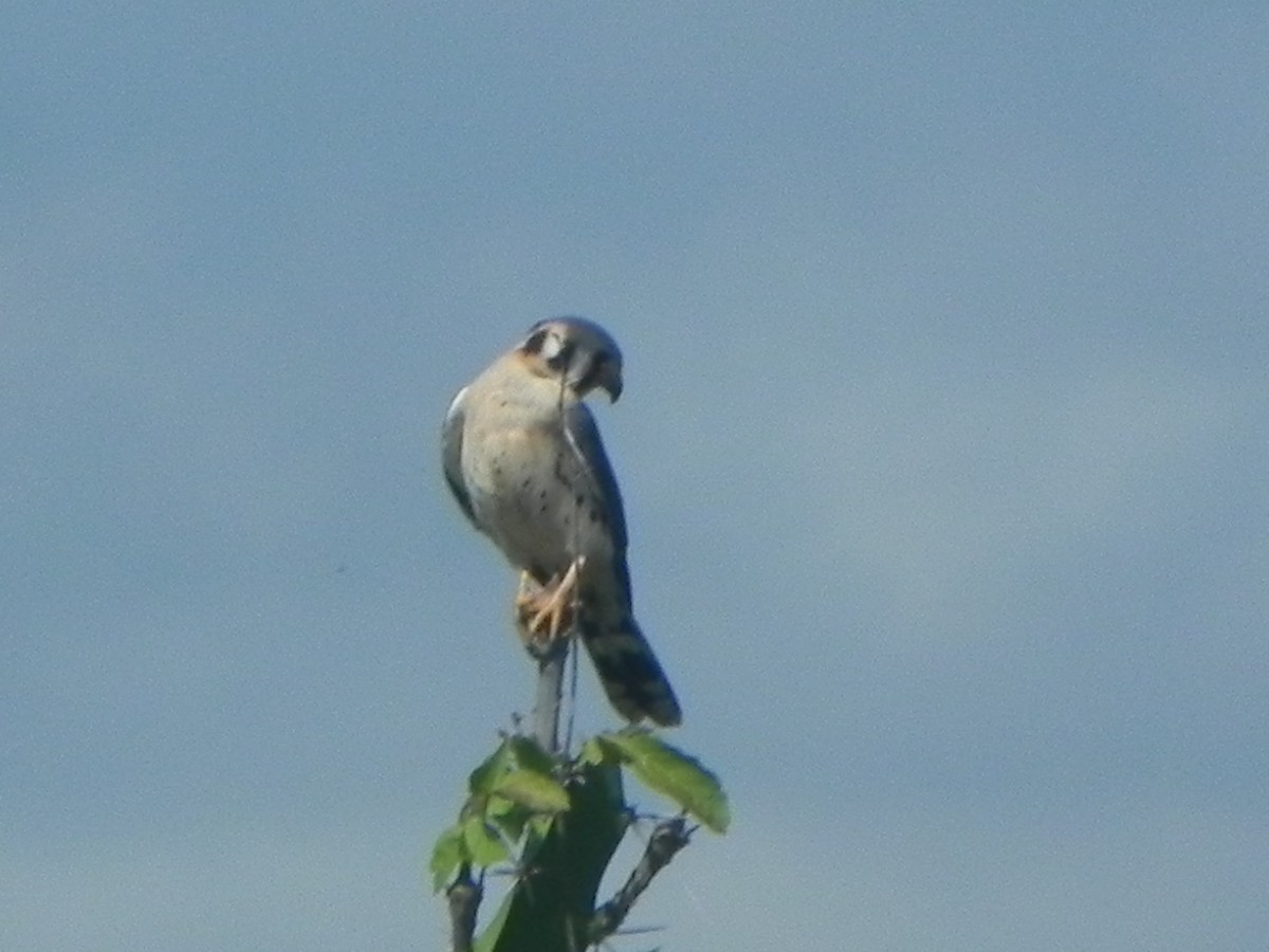 American Kestrel - John Calderón Mateus