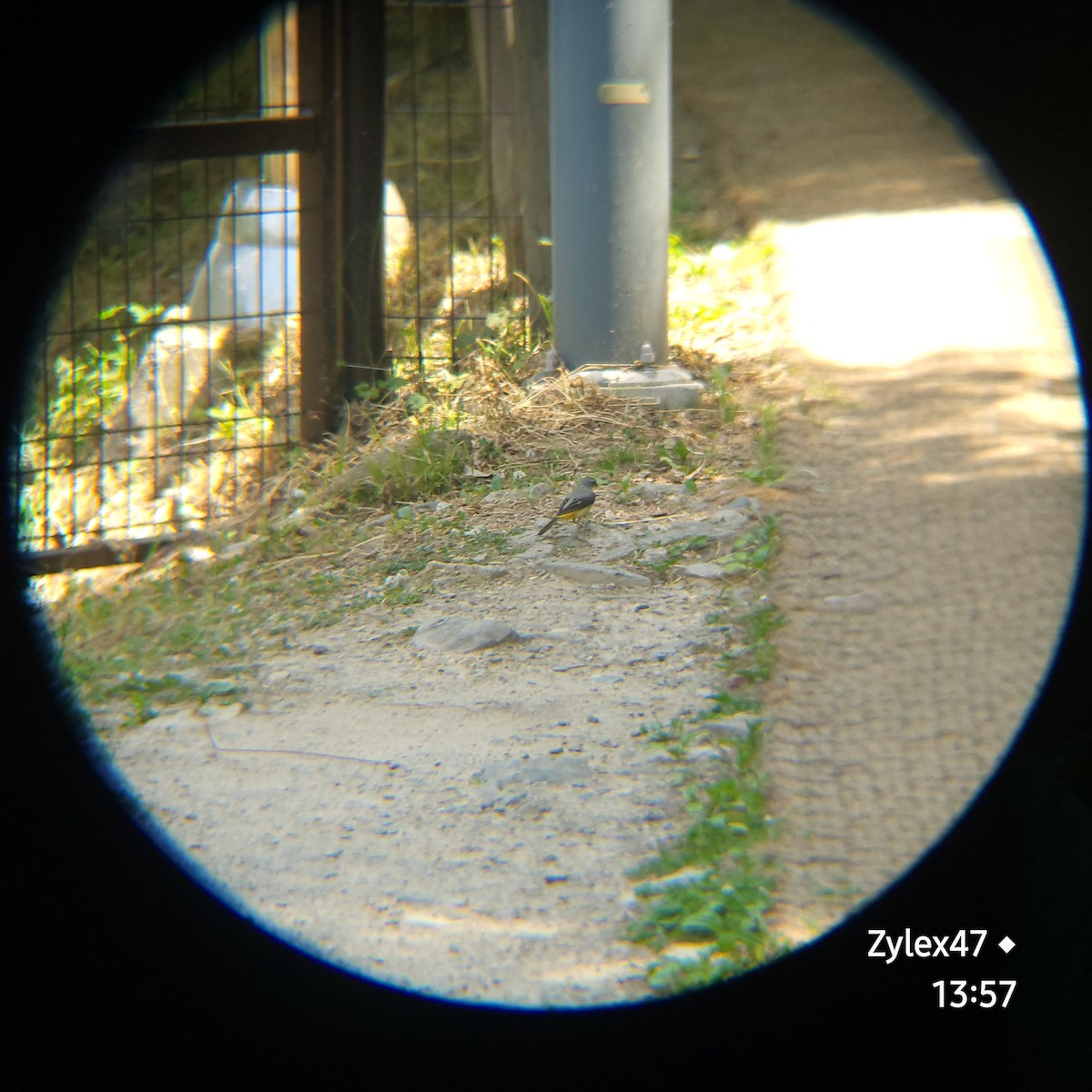 Gray Wagtail - Dusky Thrush