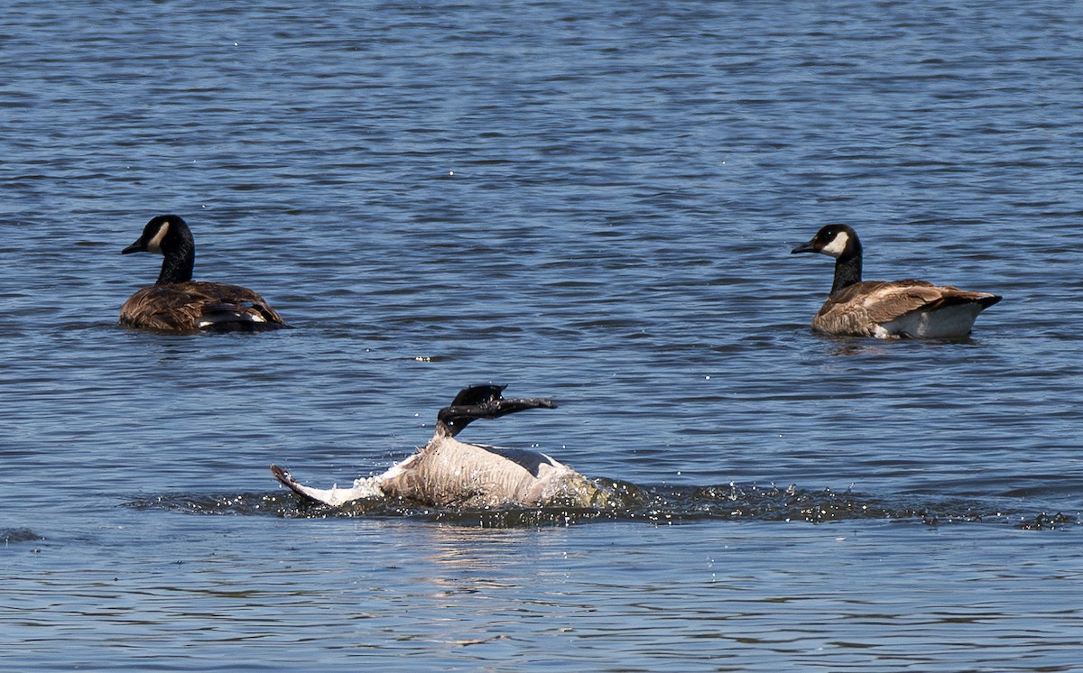 Canada Goose - Elizabeth Crouthamel