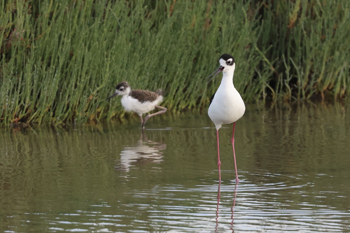 Black-necked Stilt - vijay t