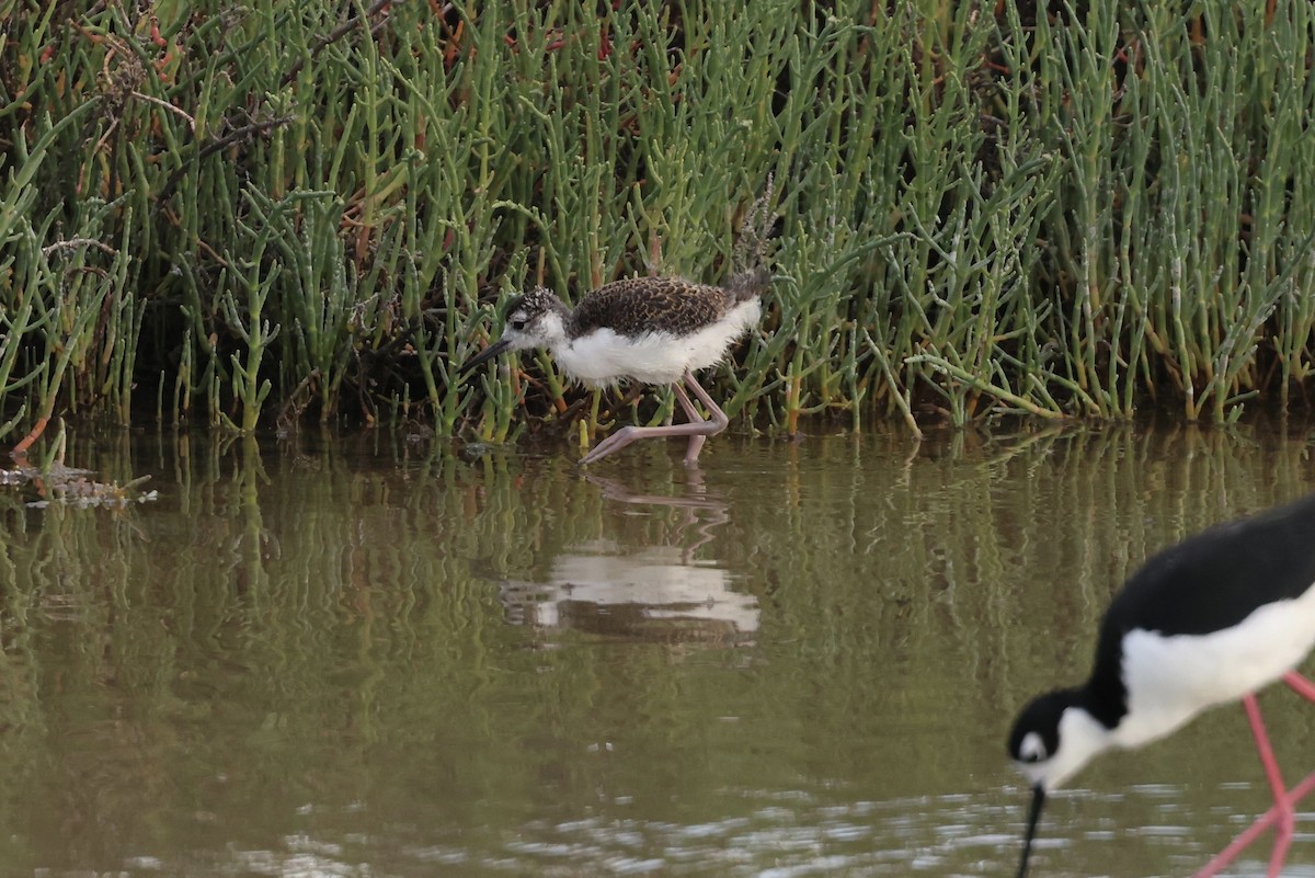 Black-necked Stilt - ML619517330