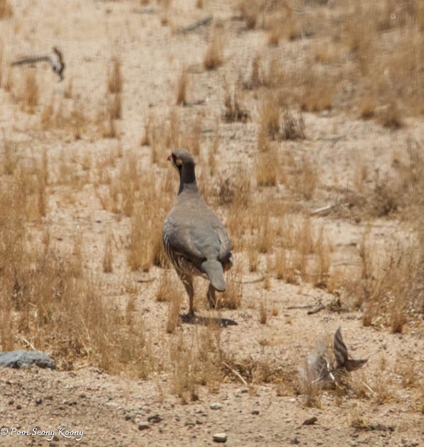 Chukar - Pooi Seong Koong