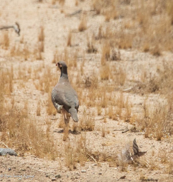 Chukar - Pooi Seong Koong