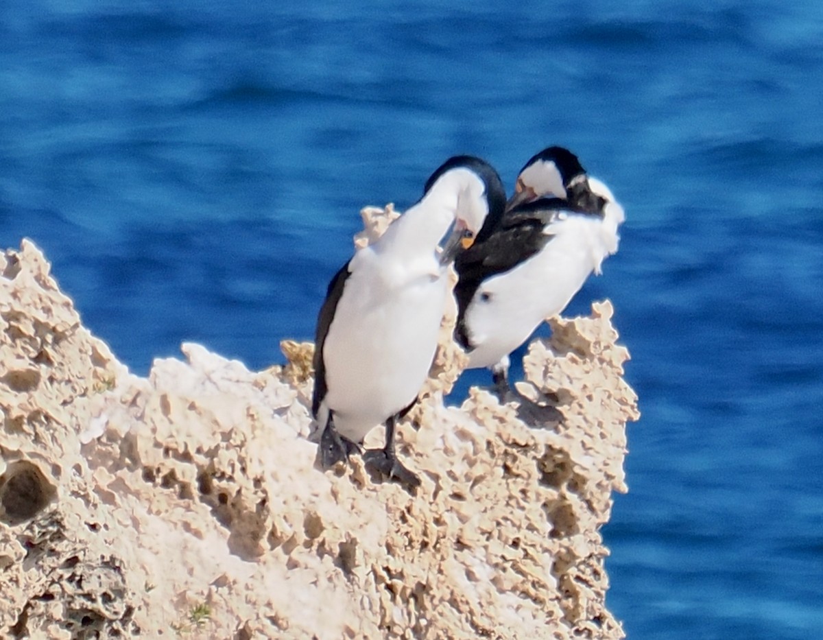 Pied Cormorant - ML619517334