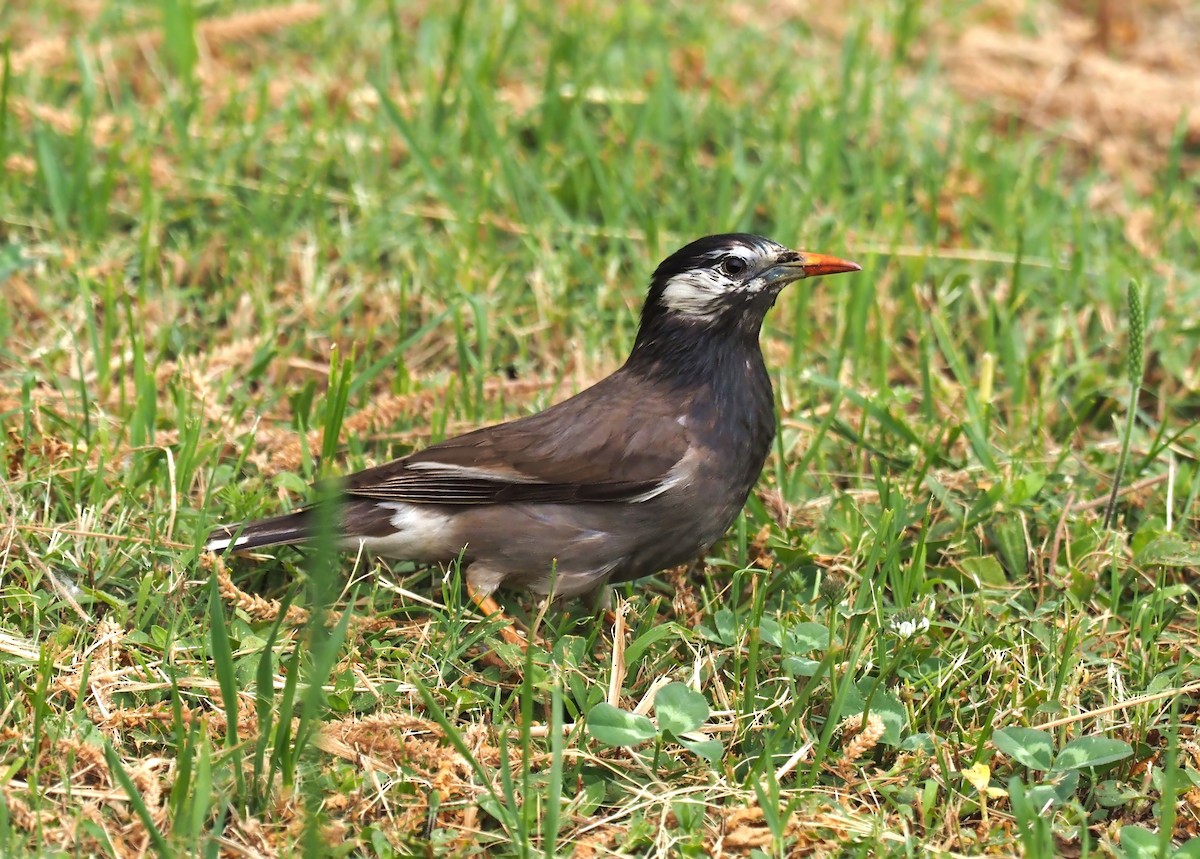 White-cheeked Starling - ML619517336