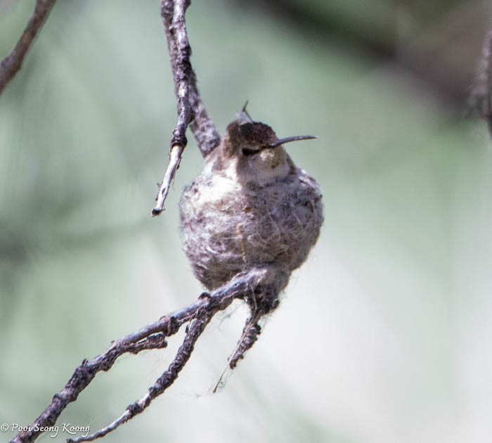 tanımsız Trochilidae sp. - ML619517345