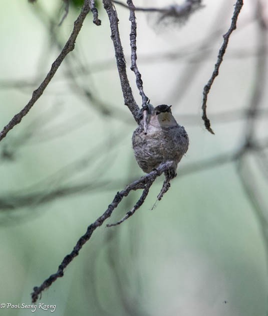 tanımsız Trochilidae sp. - ML619517347