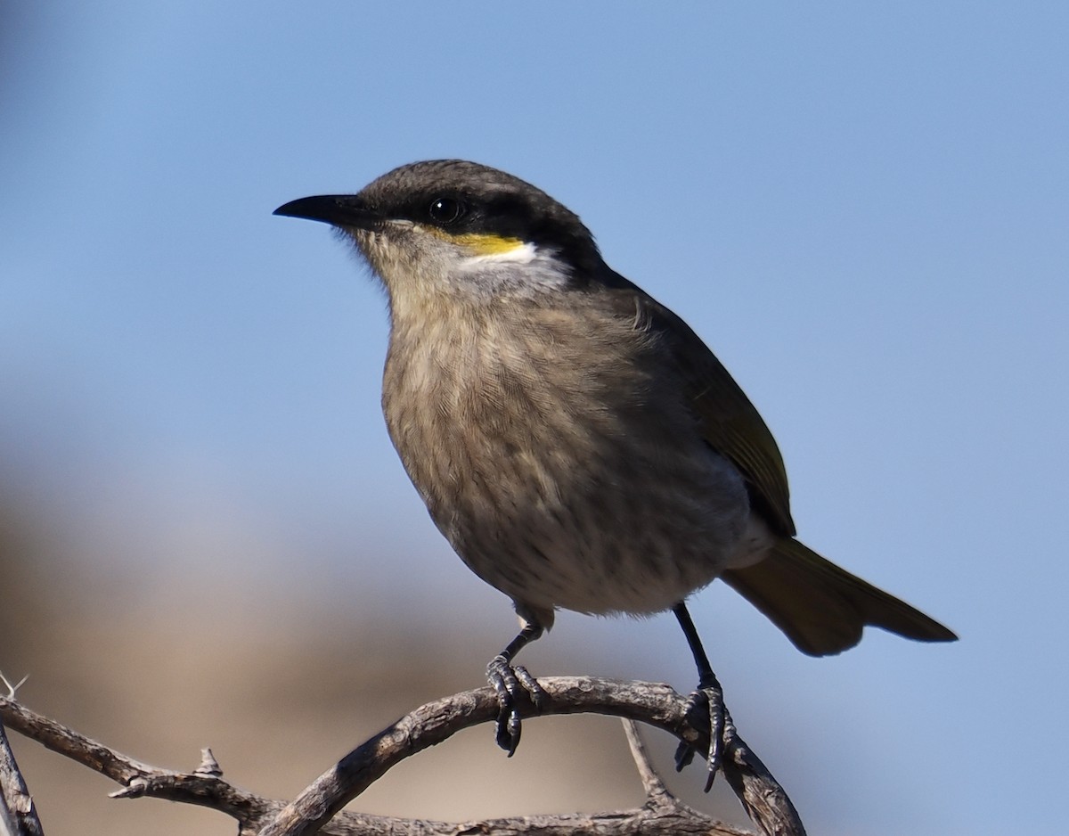 Singing Honeyeater - Ken Glasson