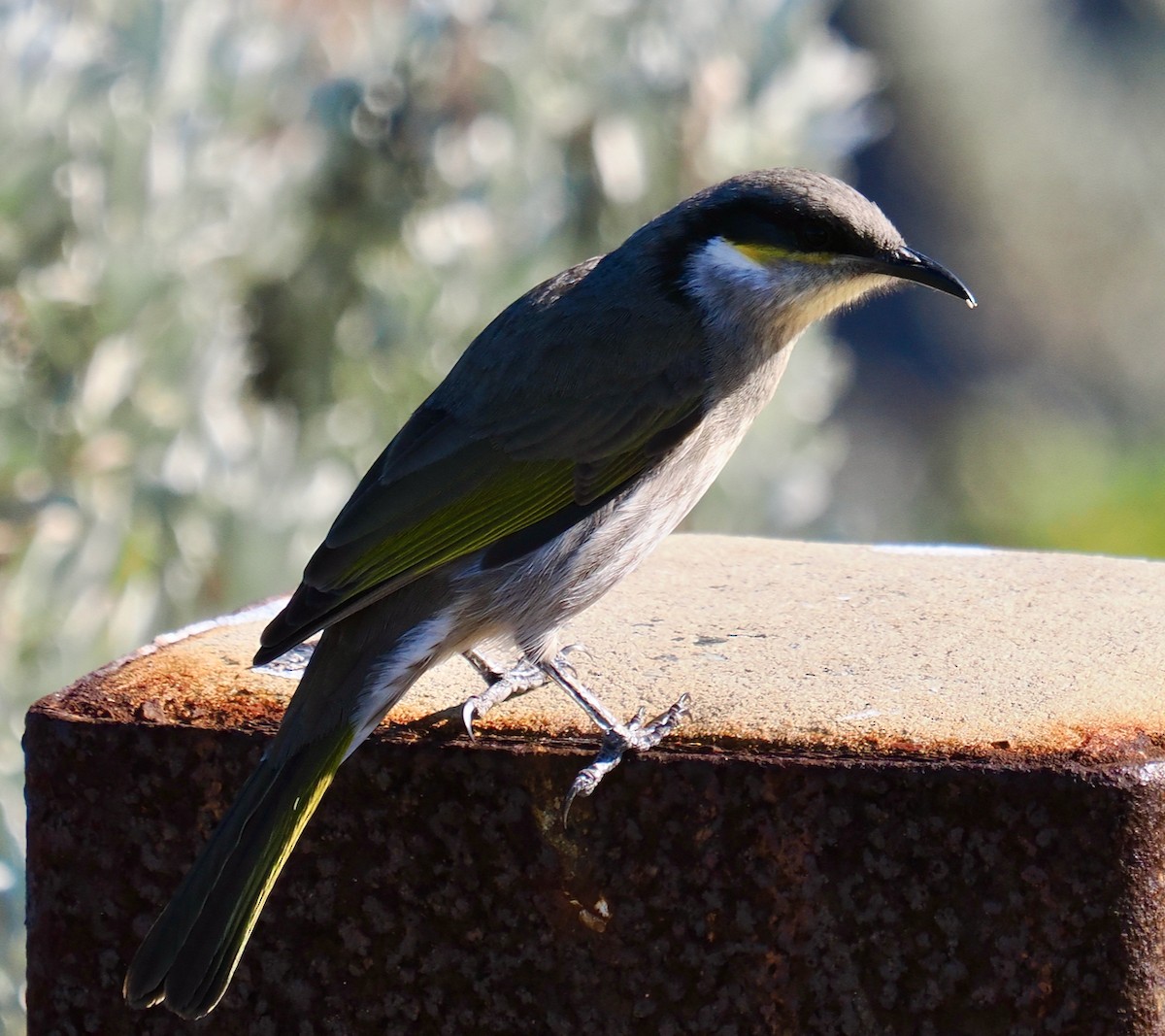 Singing Honeyeater - Ken Glasson