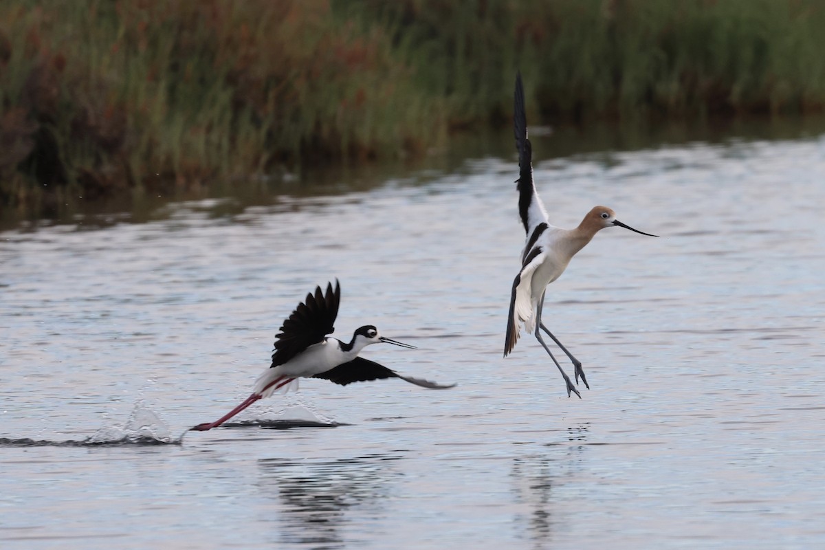 Black-necked Stilt - ML619517352