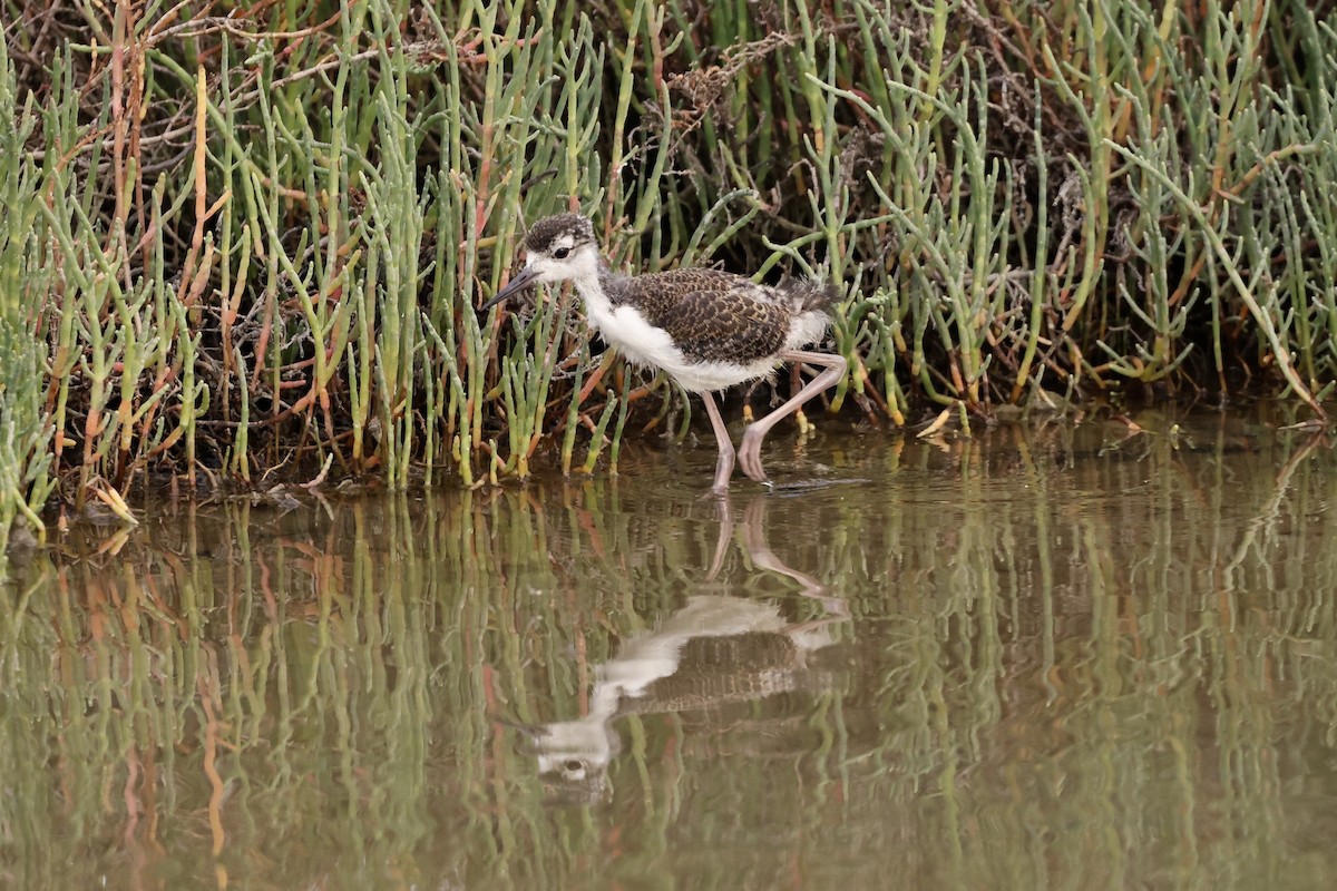 Black-necked Stilt - ML619517353