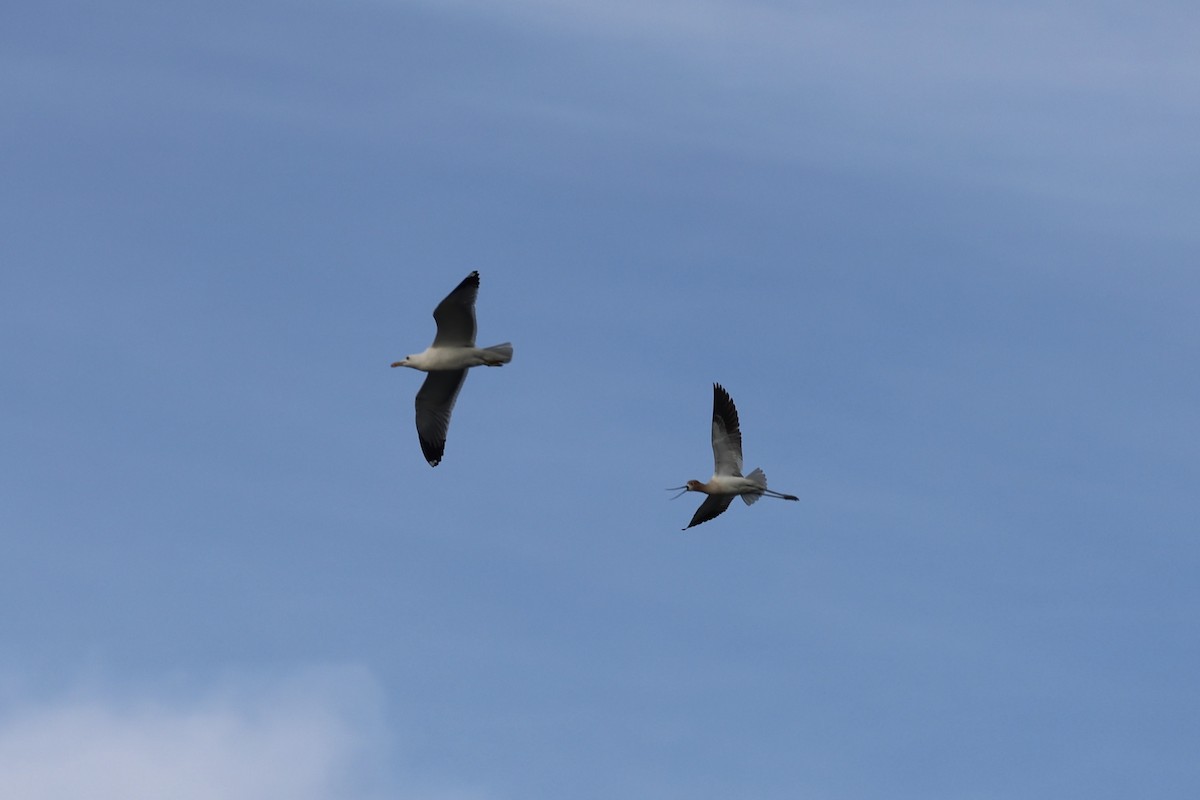 American Avocet - vijay t