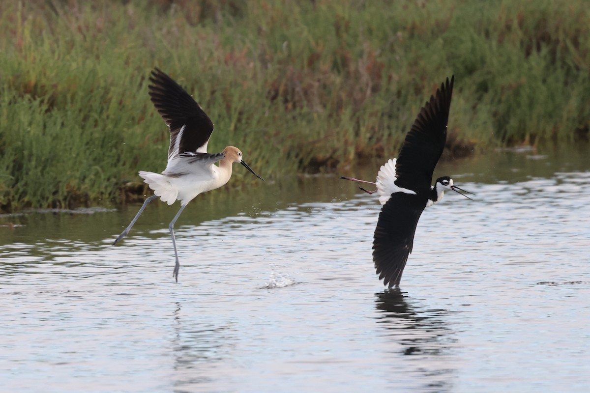 American Avocet - vijay t