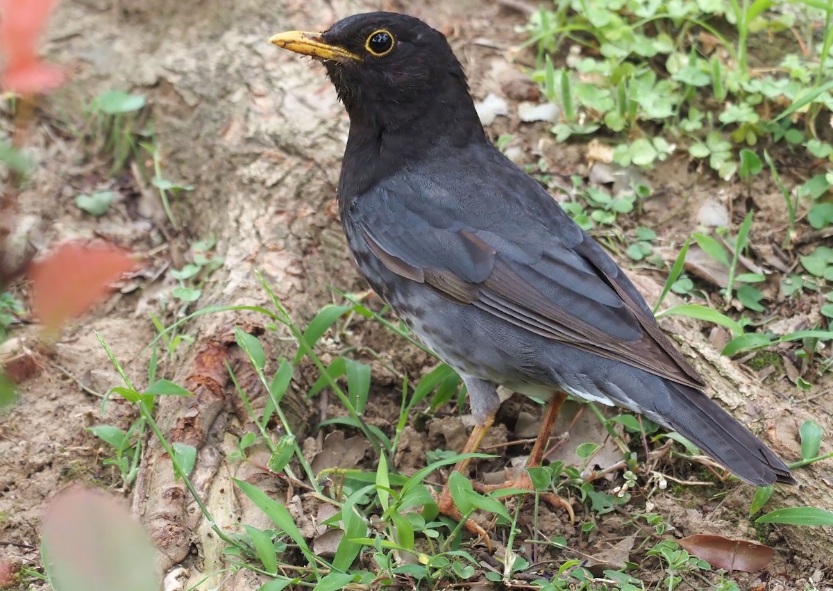 Japanese Thrush - ML619517368