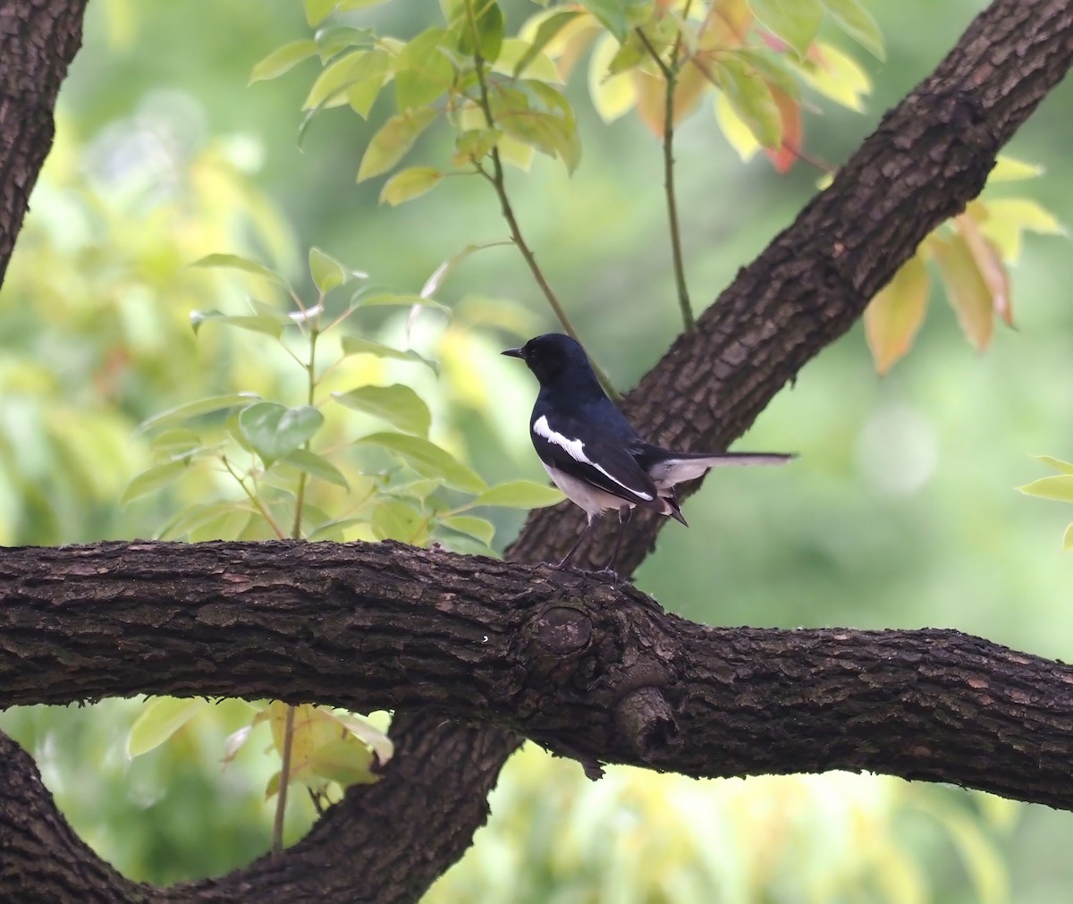 Oriental Magpie-Robin - ML619517372