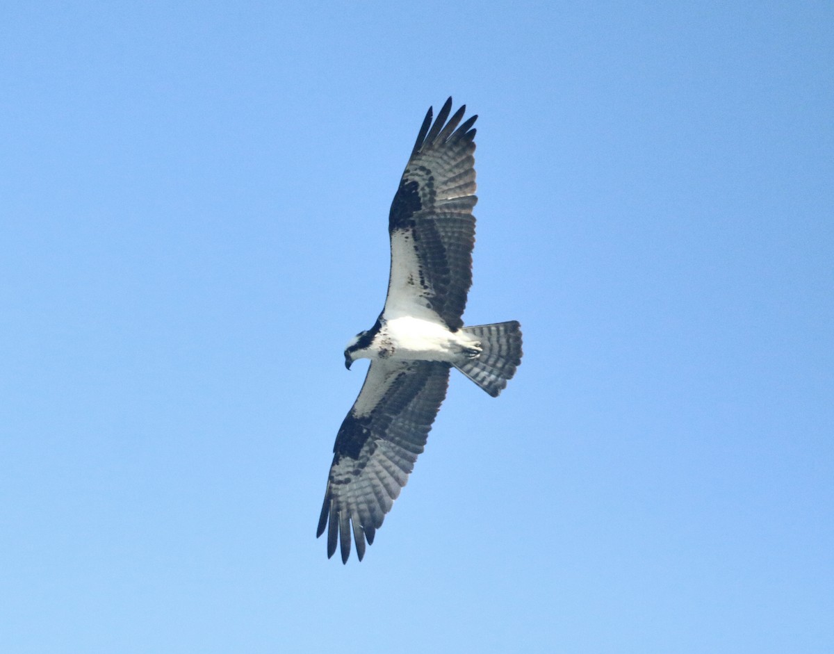 Osprey - Paul Saraceni