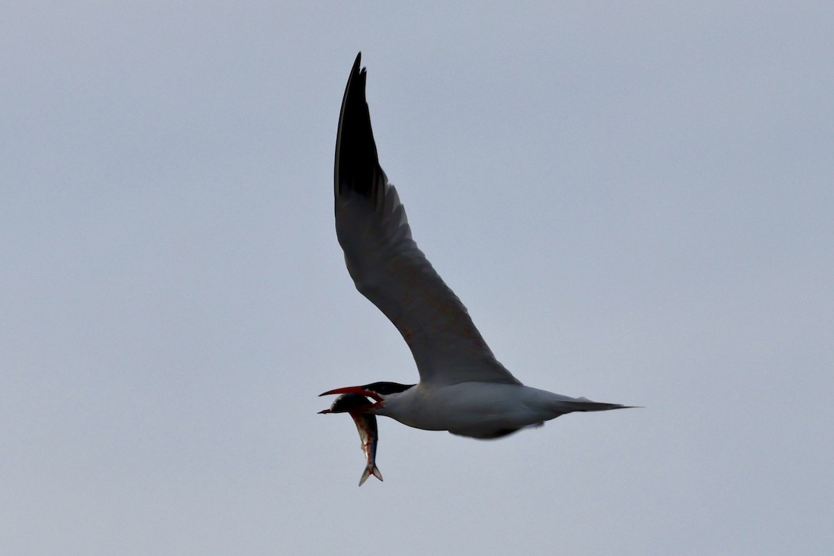 Caspian Tern - vijay t