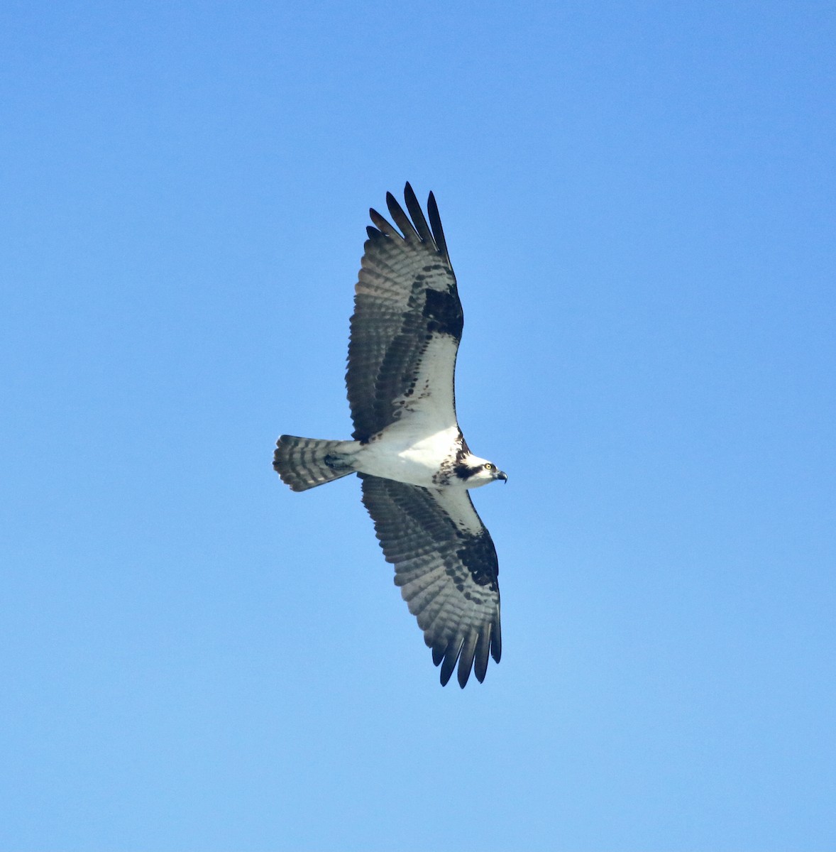 Osprey - Paul Saraceni