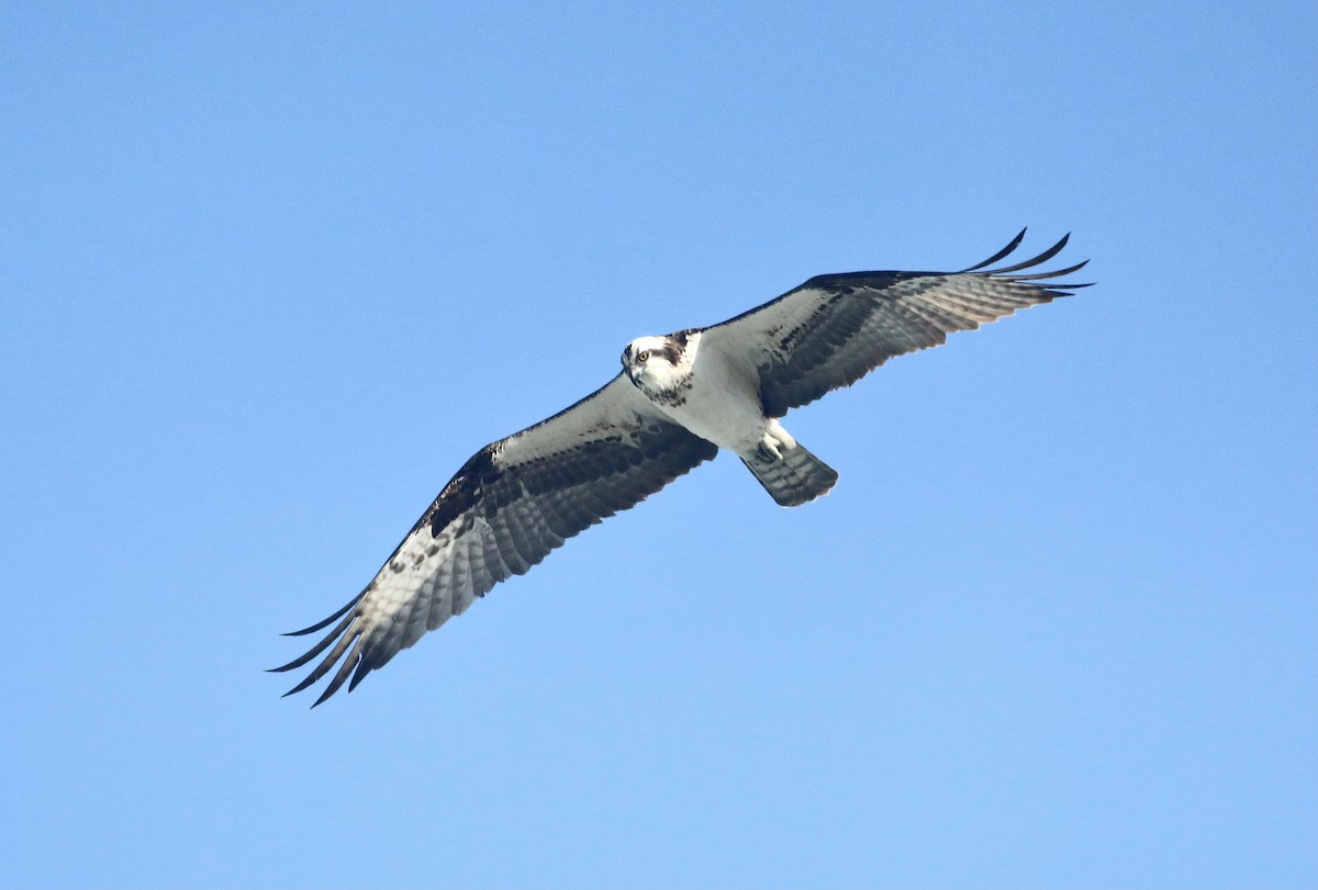 Osprey - Paul Saraceni