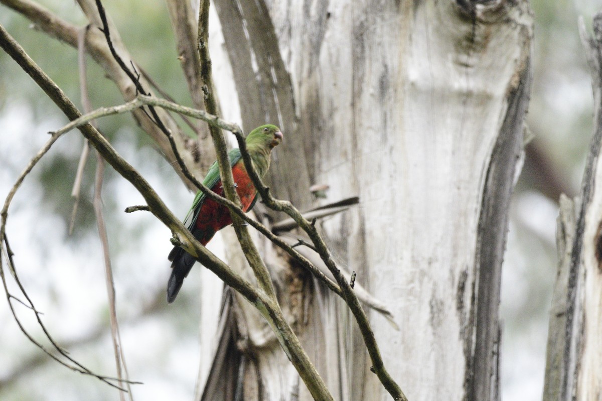 Australian King-Parrot - Ken Crawley