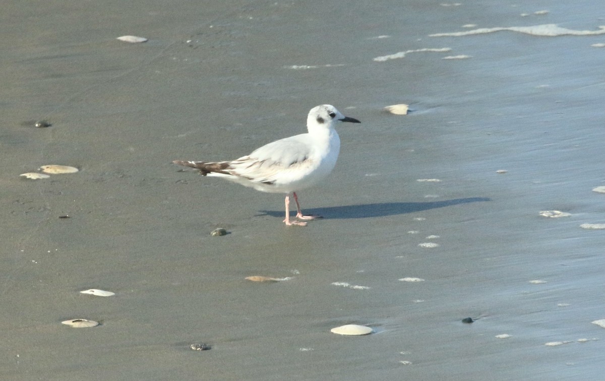 Bonaparte's Gull - Paul Saraceni