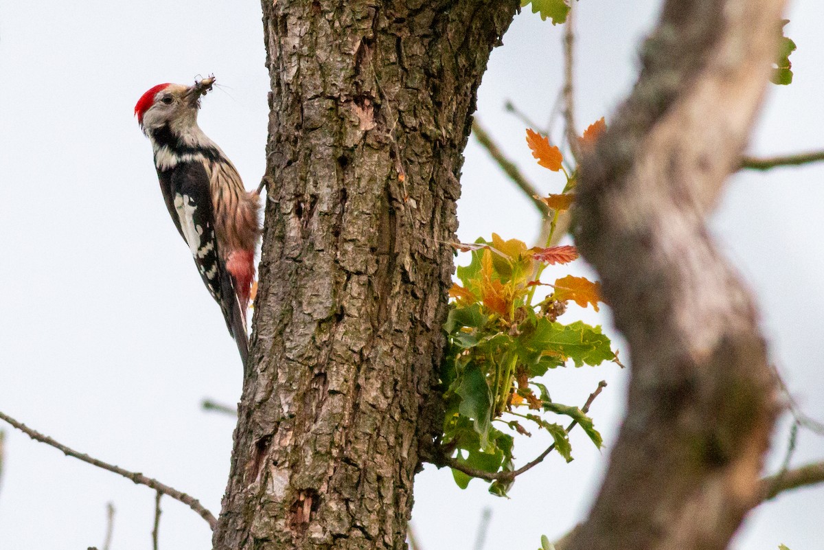Middle Spotted Woodpecker - Jakub Macháň