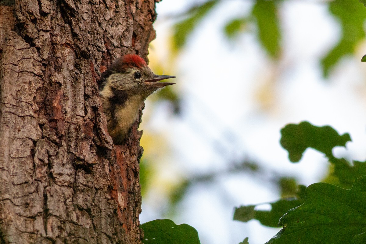 Middle Spotted Woodpecker - Jakub Macháň
