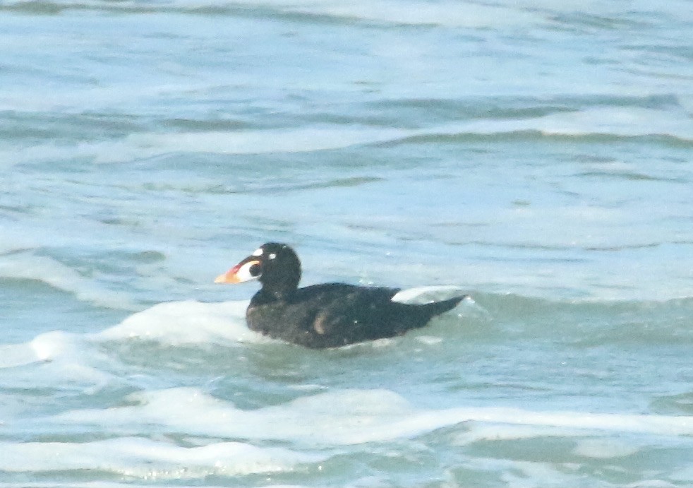 Surf Scoter - Paul Saraceni