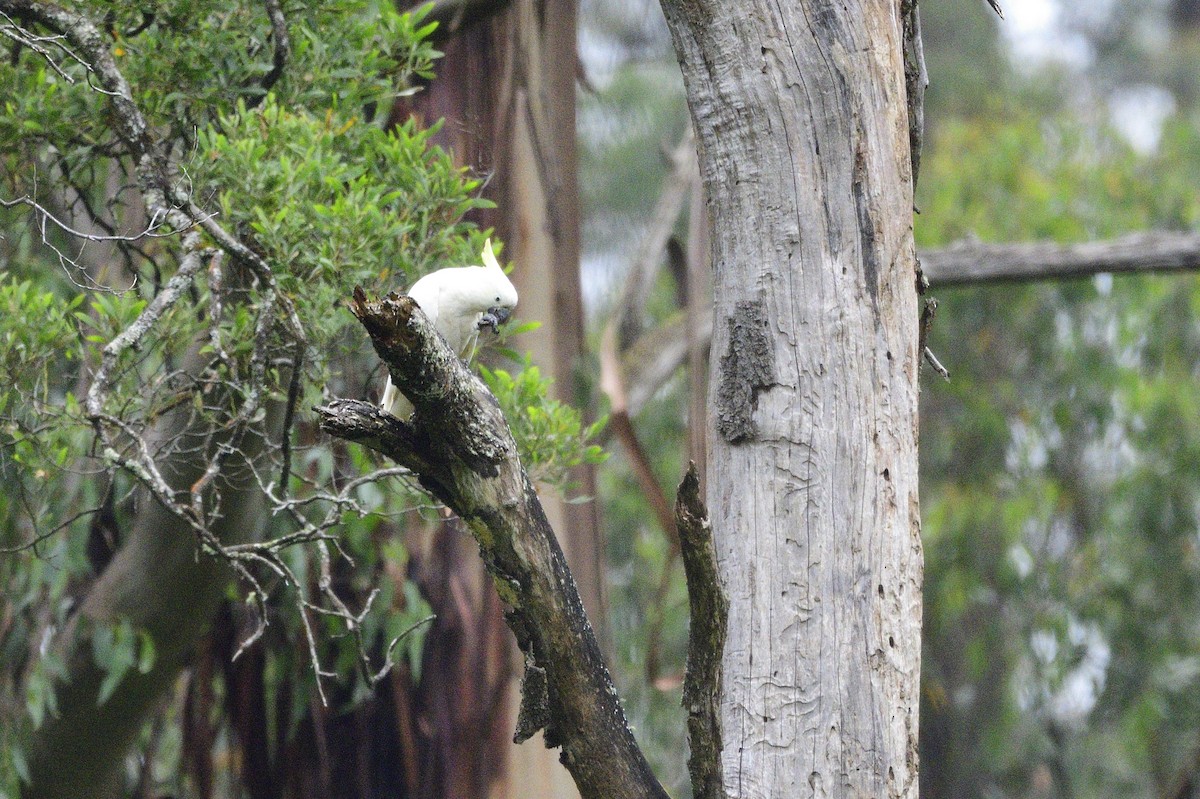 Sulphur-crested Cockatoo - Ken Crawley