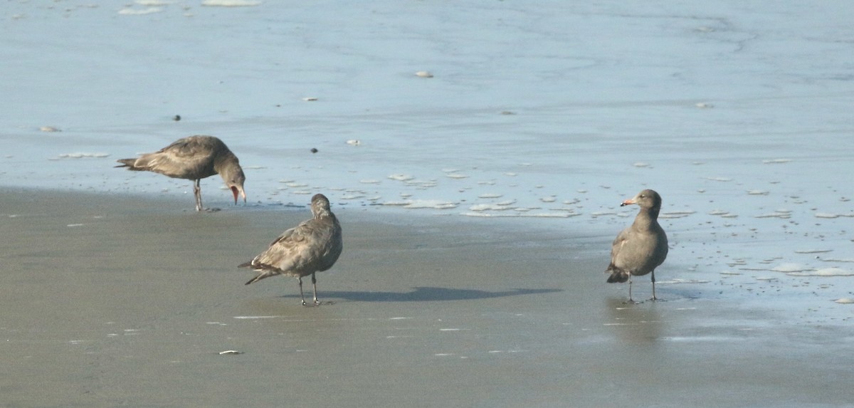 Heermann's Gull - Paul Saraceni