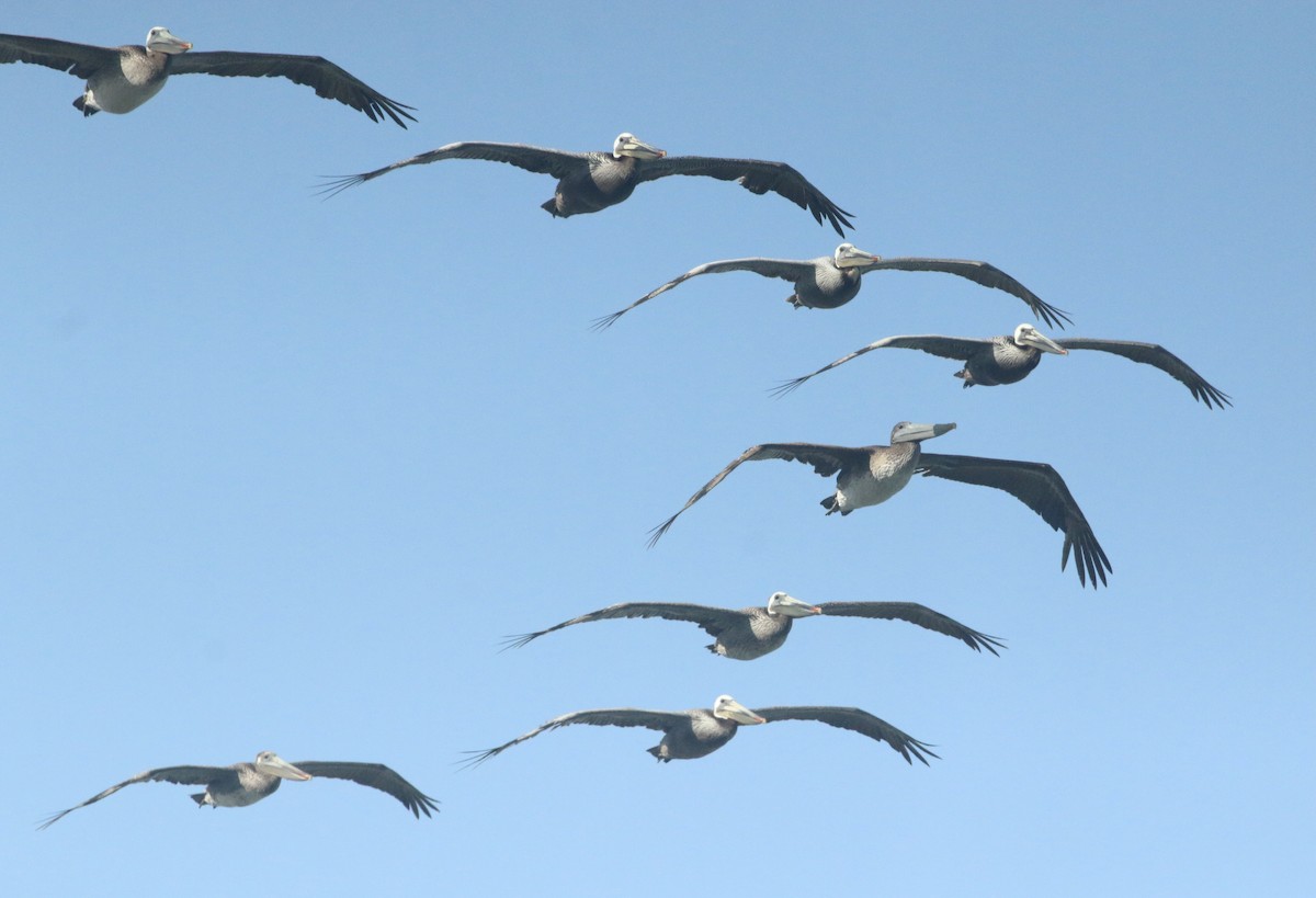 Brown Pelican - Paul Saraceni