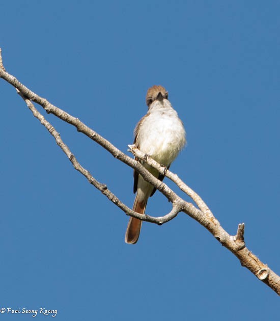 Ash-throated Flycatcher - Pooi Seong Koong