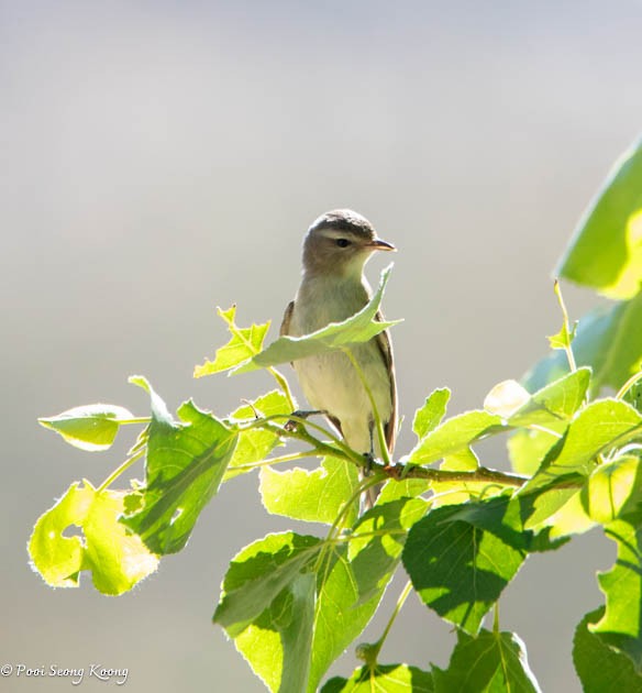 Warbling Vireo - Pooi Seong Koong