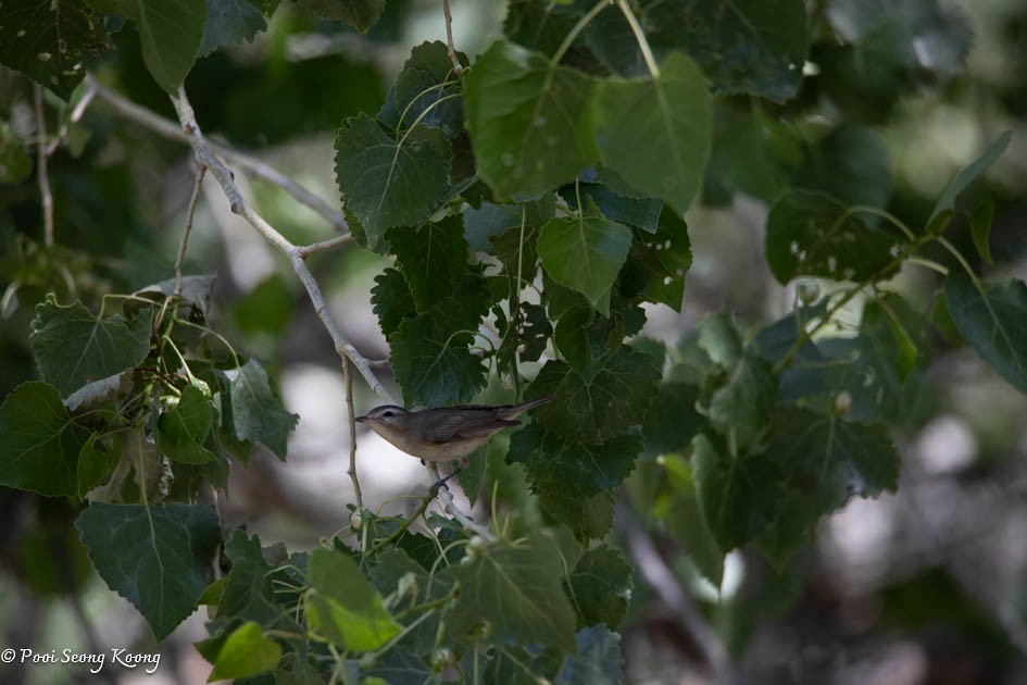 Warbling Vireo - Pooi Seong Koong