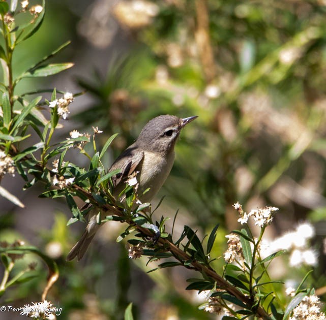 Warbling Vireo - ML619517402