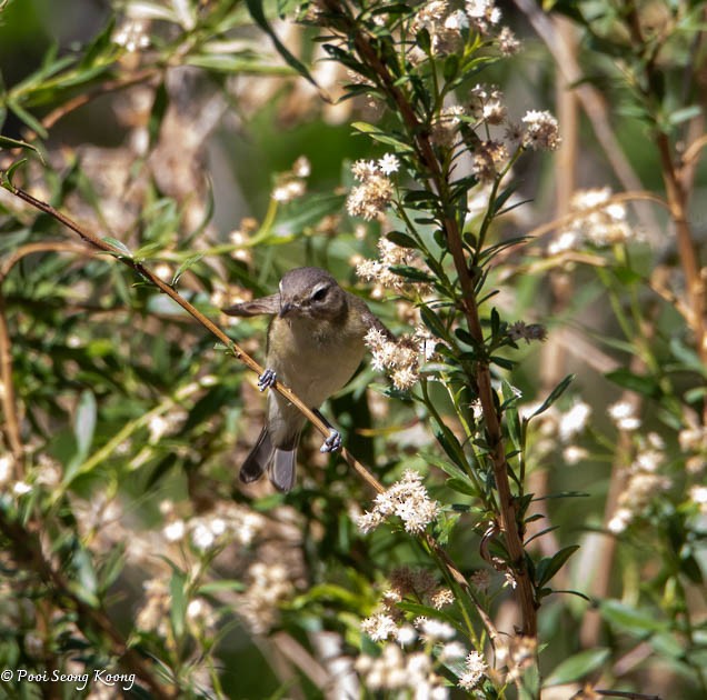 Warbling Vireo - Pooi Seong Koong