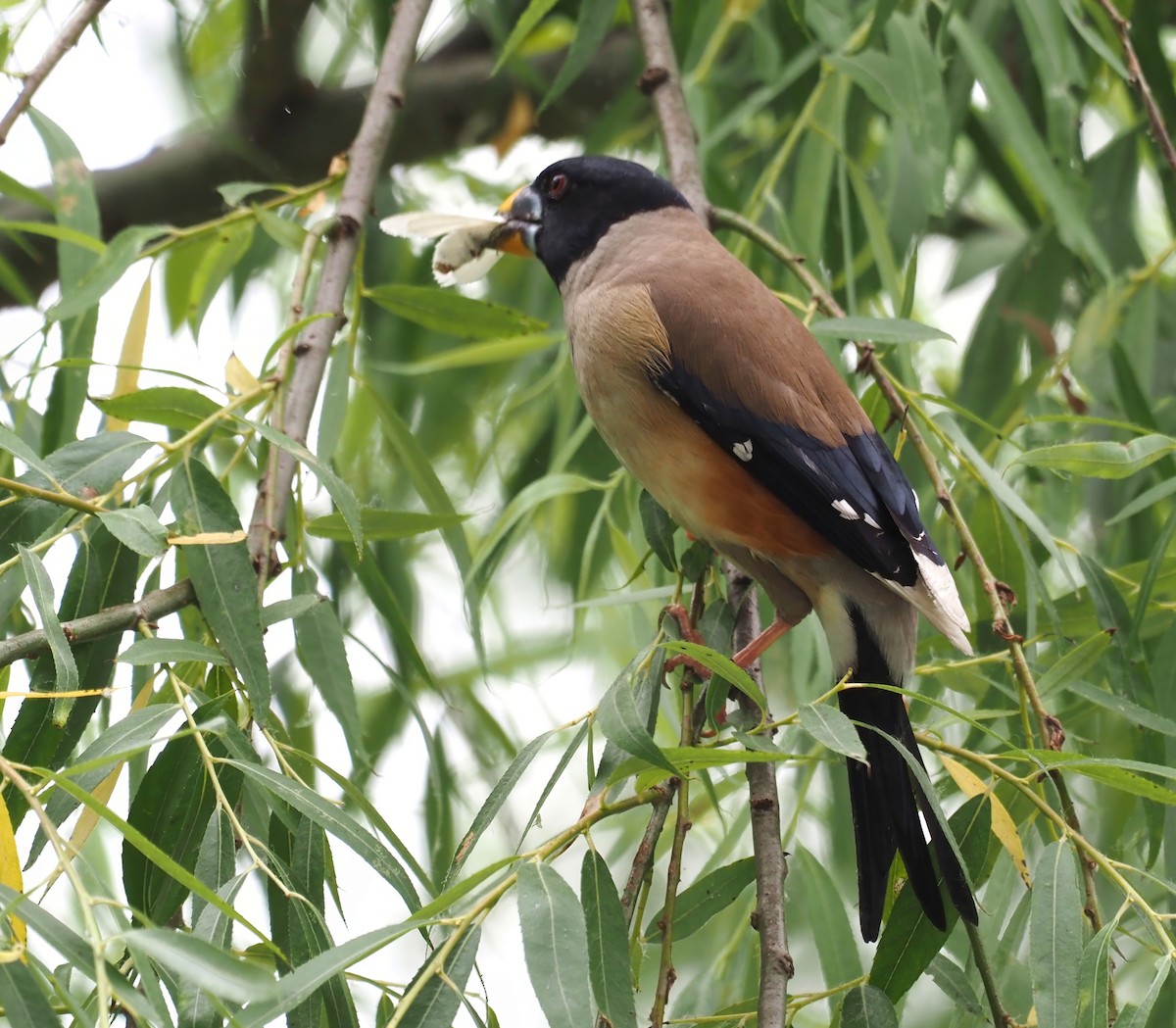 Yellow-billed Grosbeak - Konstantin Akmarov