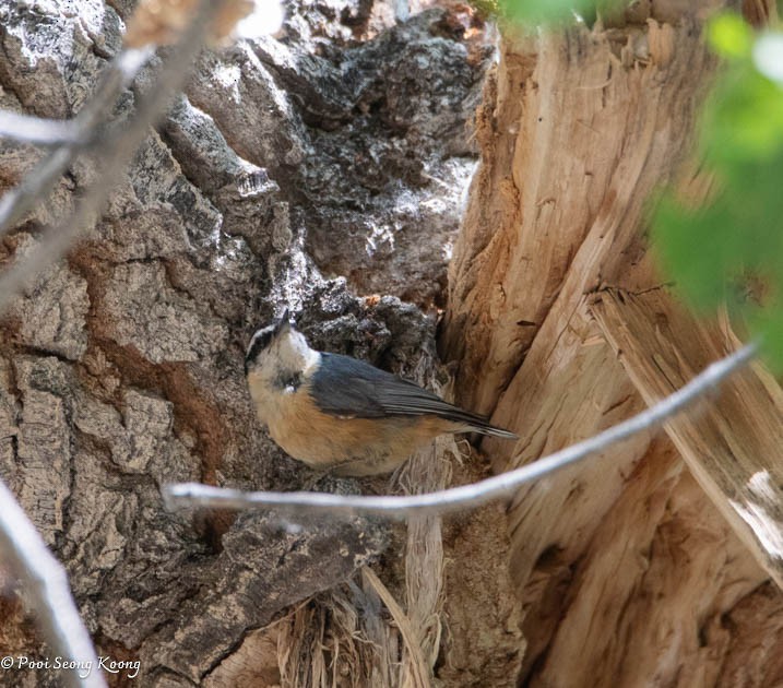 Red-breasted Nuthatch - Pooi Seong Koong