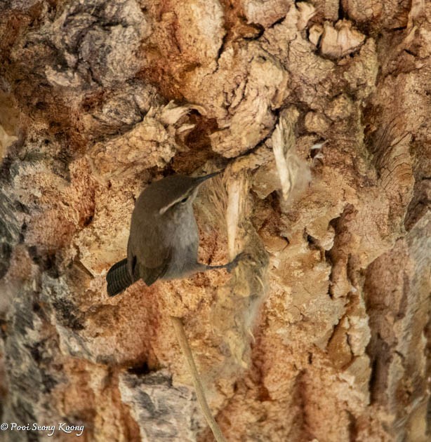 Bewick's Wren - Pooi Seong Koong