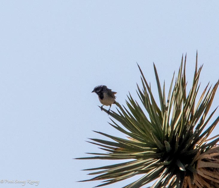 Black-throated Sparrow - Pooi Seong Koong