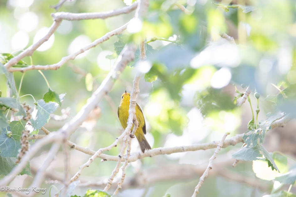 Wilson's Warbler - Pooi Seong Koong