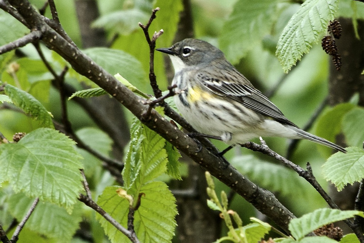 Yellow-rumped Warbler - Becky Knight