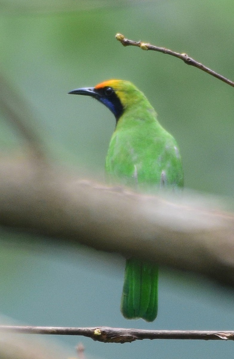 Golden-fronted Leafbird - Dibyendu Saha