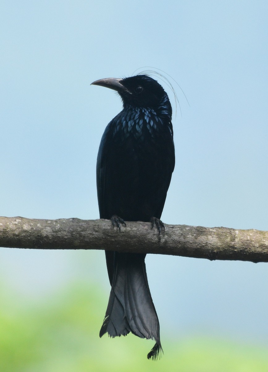 Hair-crested Drongo - Dibyendu Saha