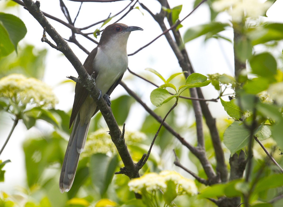 Black-billed Cuckoo - Tom Devecseri