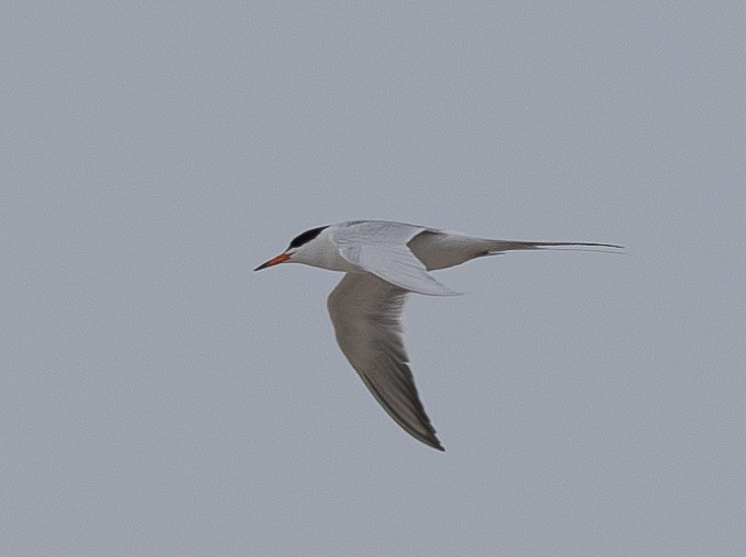 Forster's Tern - Elizabeth Crouthamel