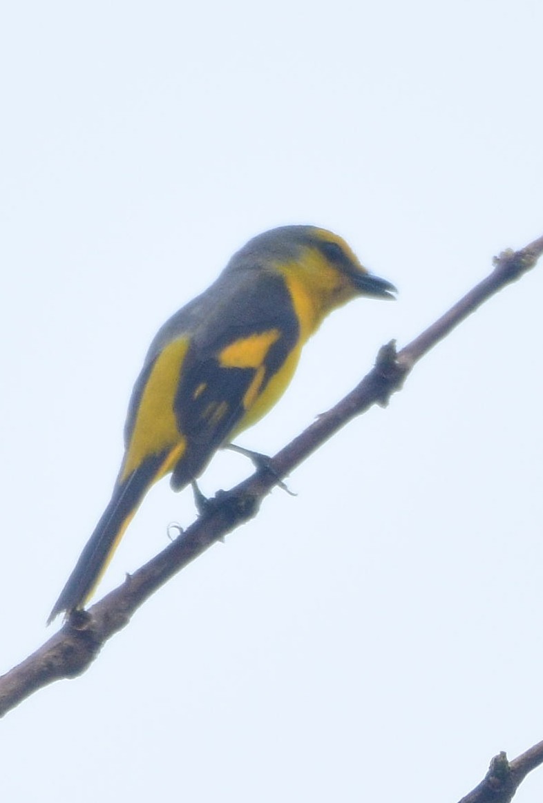 Scarlet Minivet - Dibyendu Saha