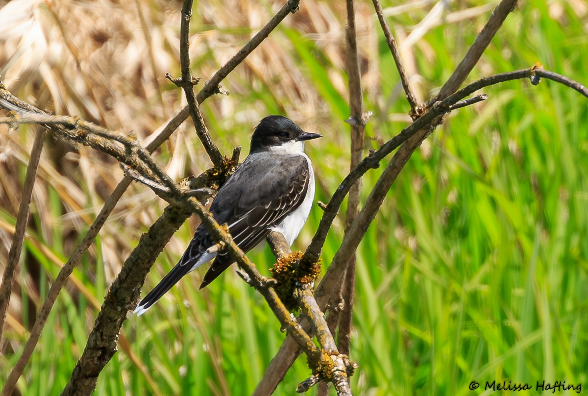 Eastern Kingbird - Melissa Hafting