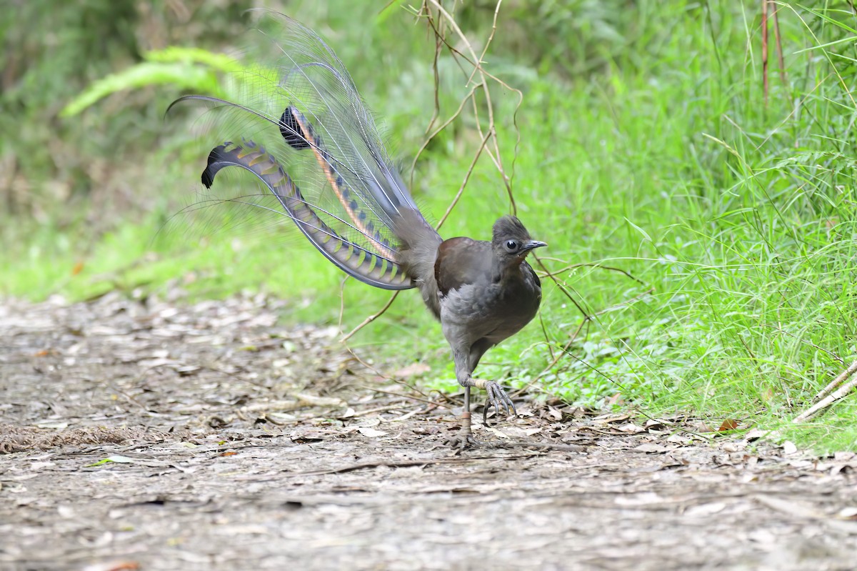 Superb Lyrebird - Ken Crawley